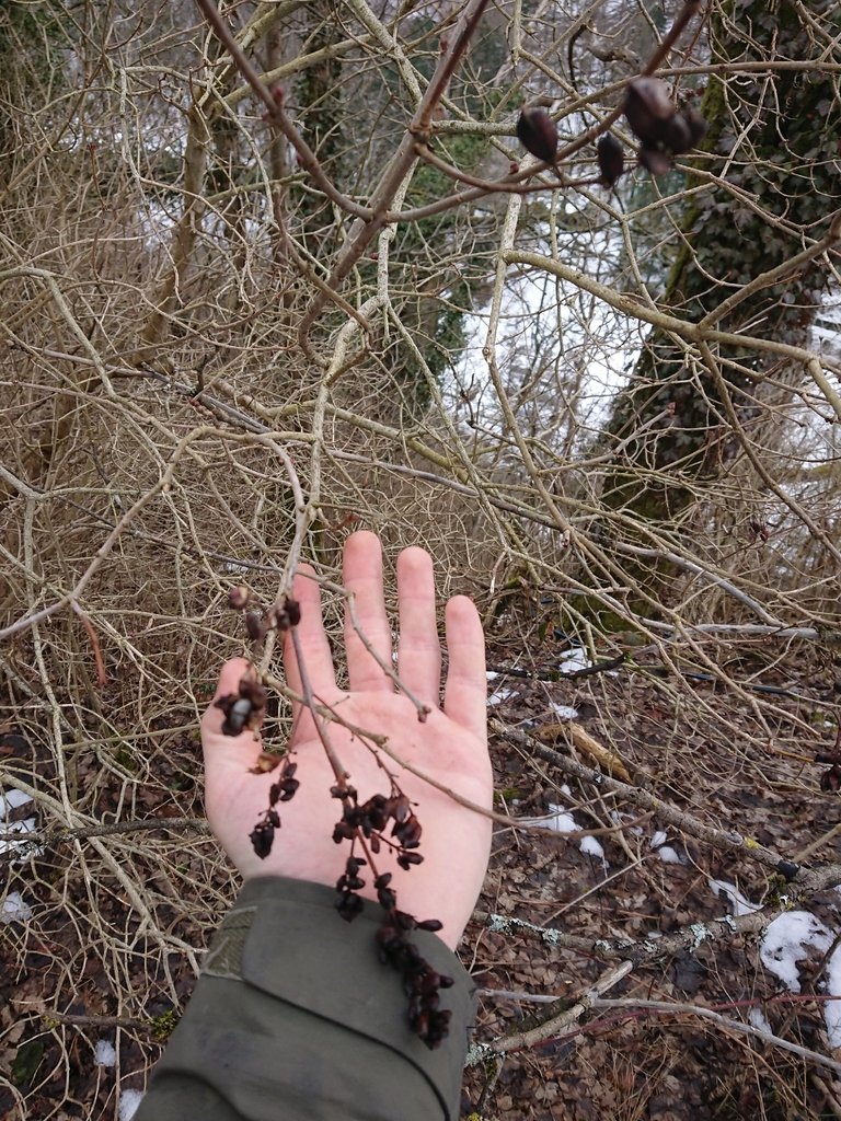 Syringa vulgaris photograph 2
