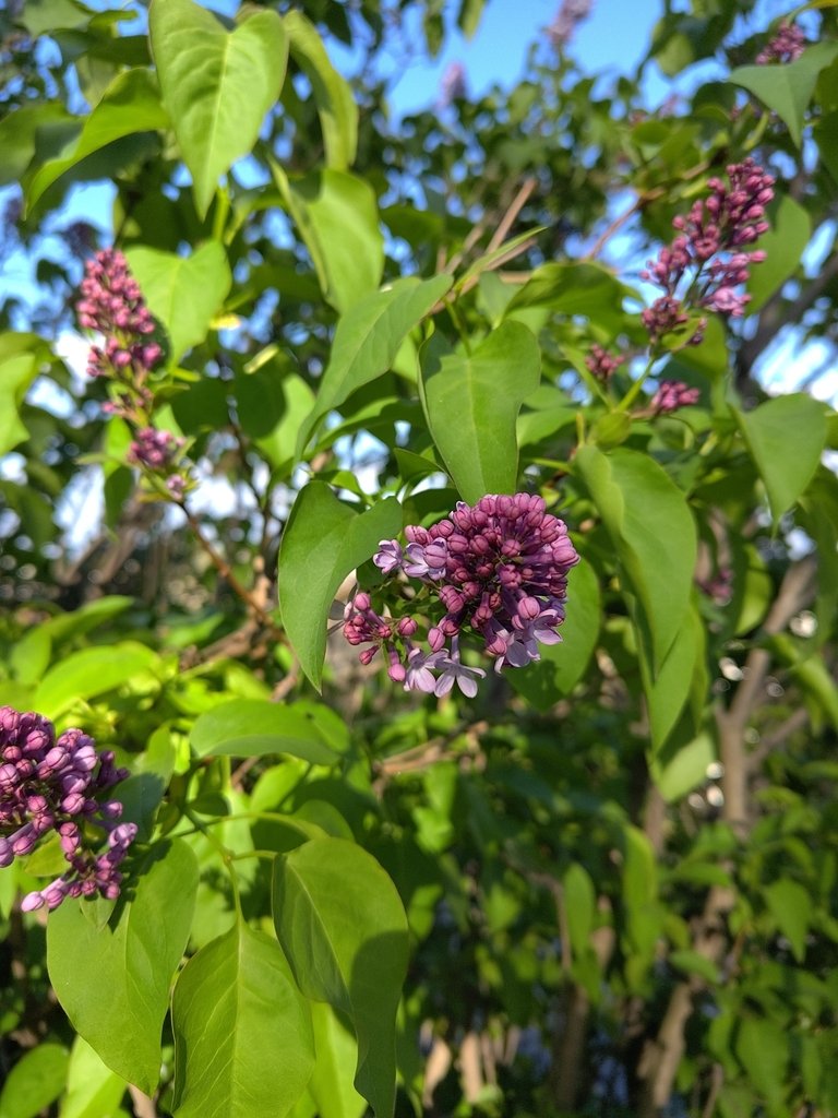Syringa vulgaris photograph 6