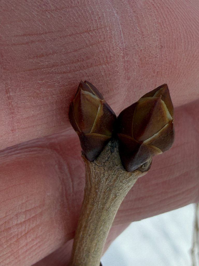 Syringa vulgaris photograph 3
