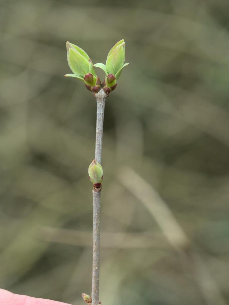 Syringa vulgaris photograph 4