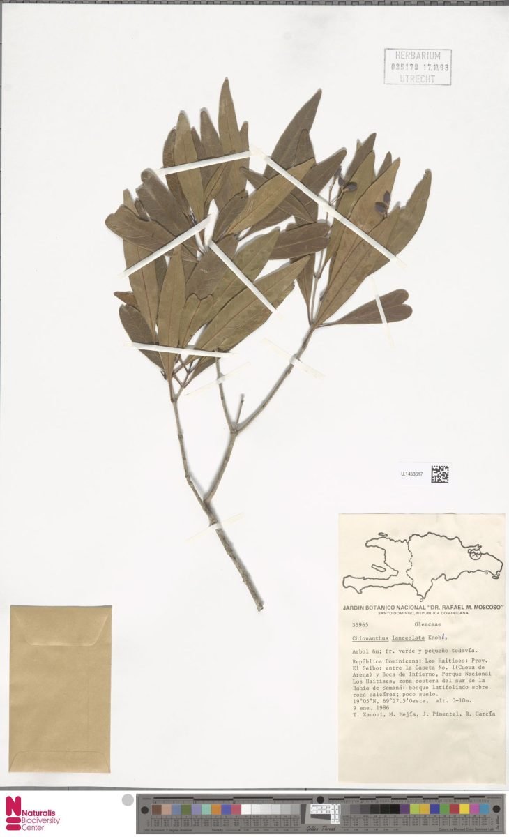 Chionanthus bumelioides photograph 4