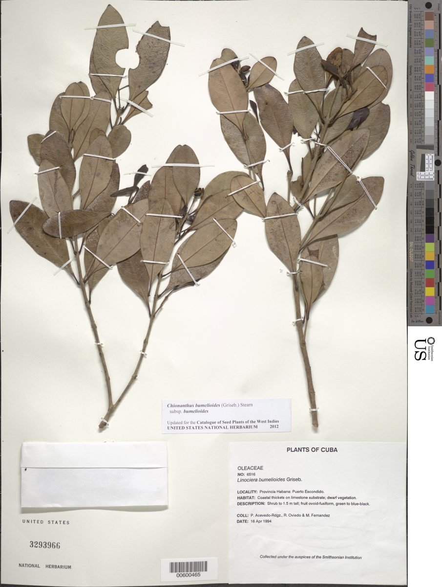 Chionanthus bumelioides photograph 2