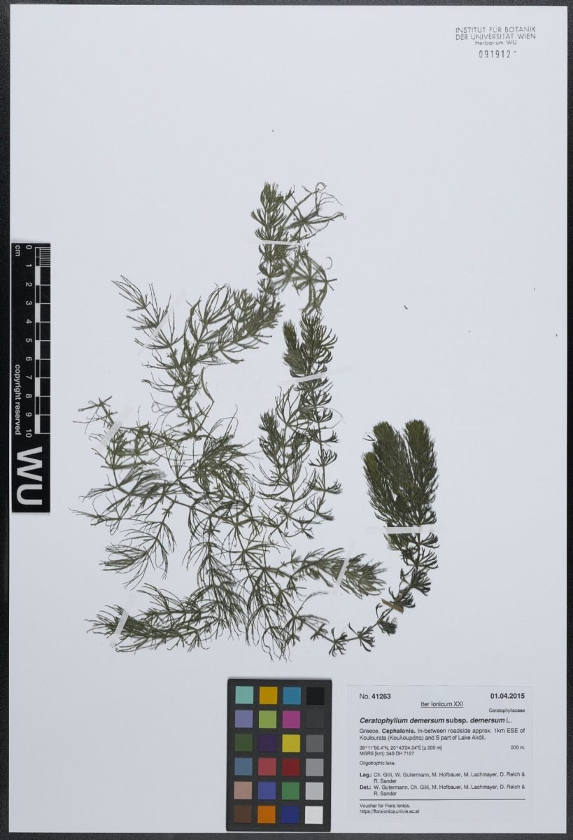 Ceratophyllum demersum var. demersum photograph 3