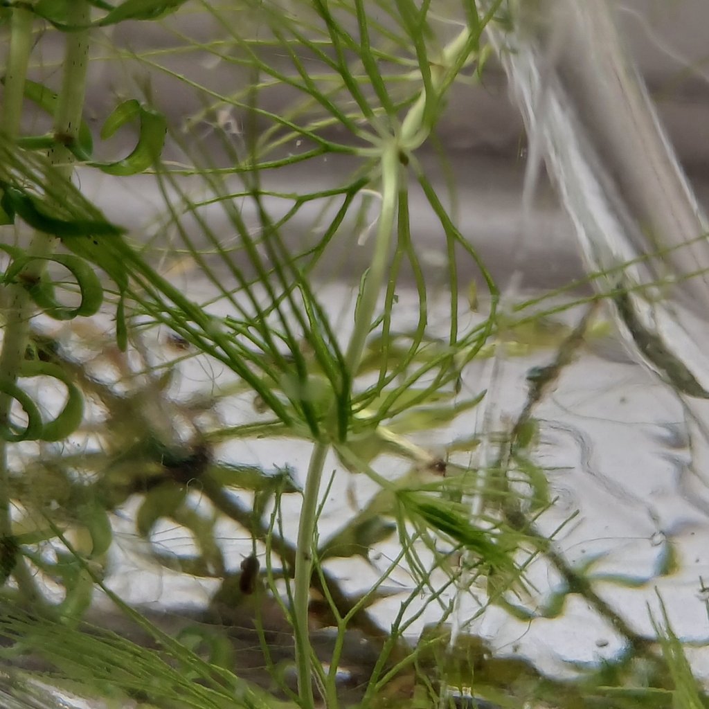 Ceratophyllum demersum var. demersum