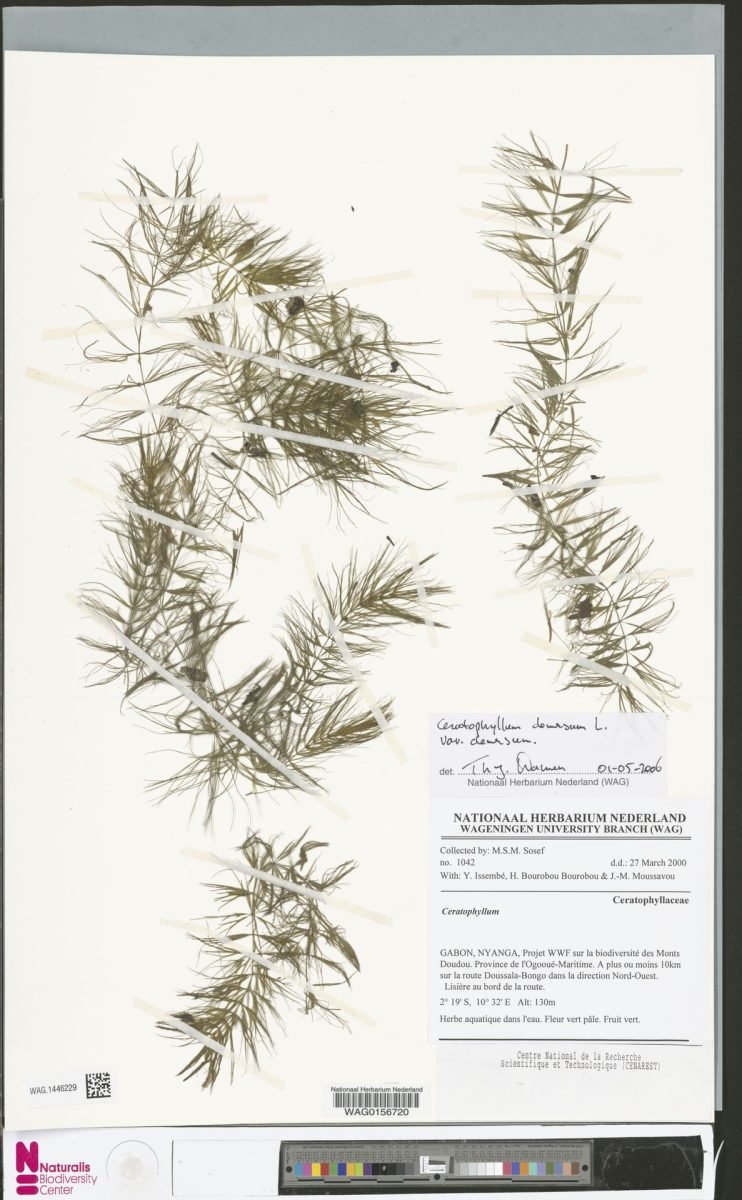 Ceratophyllum demersum var. demersum photograph 6