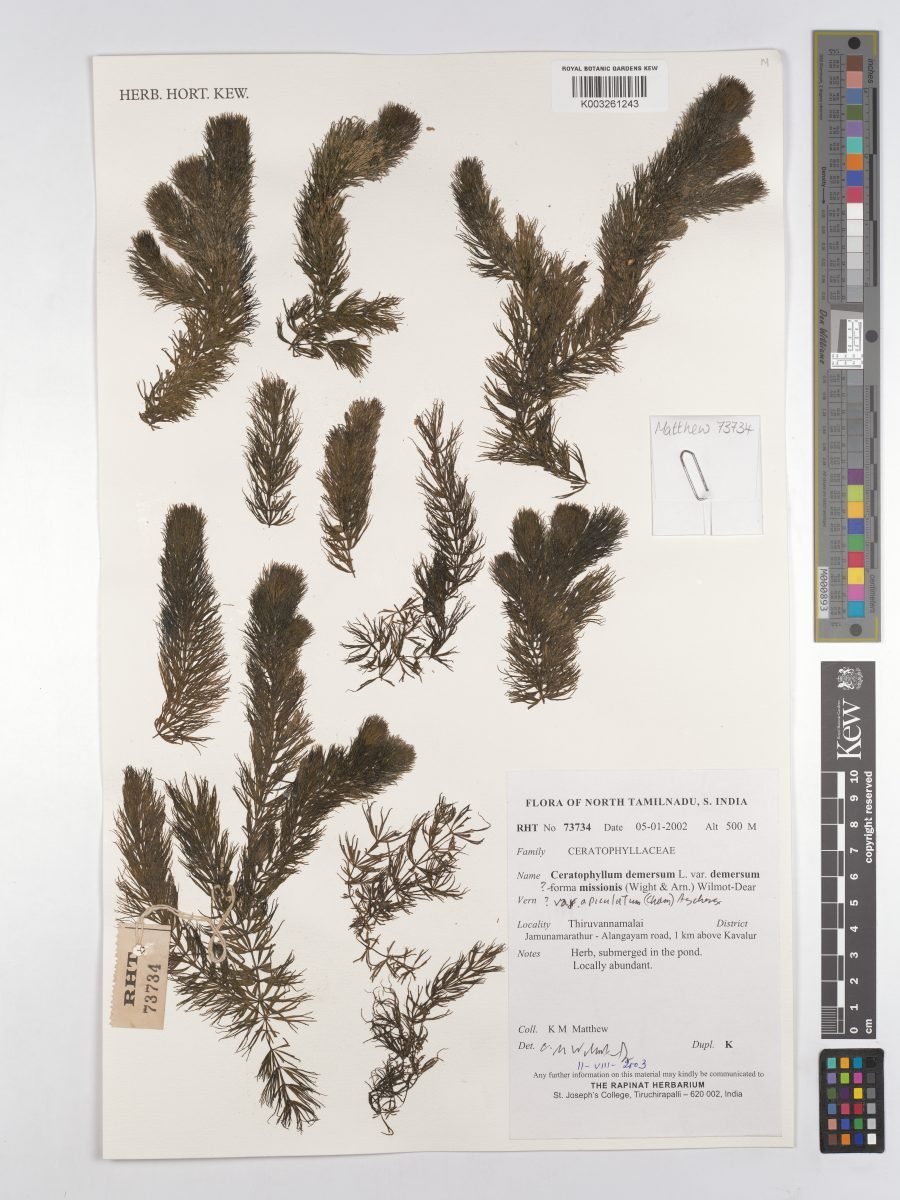 Ceratophyllum demersum var. demersum photograph 5
