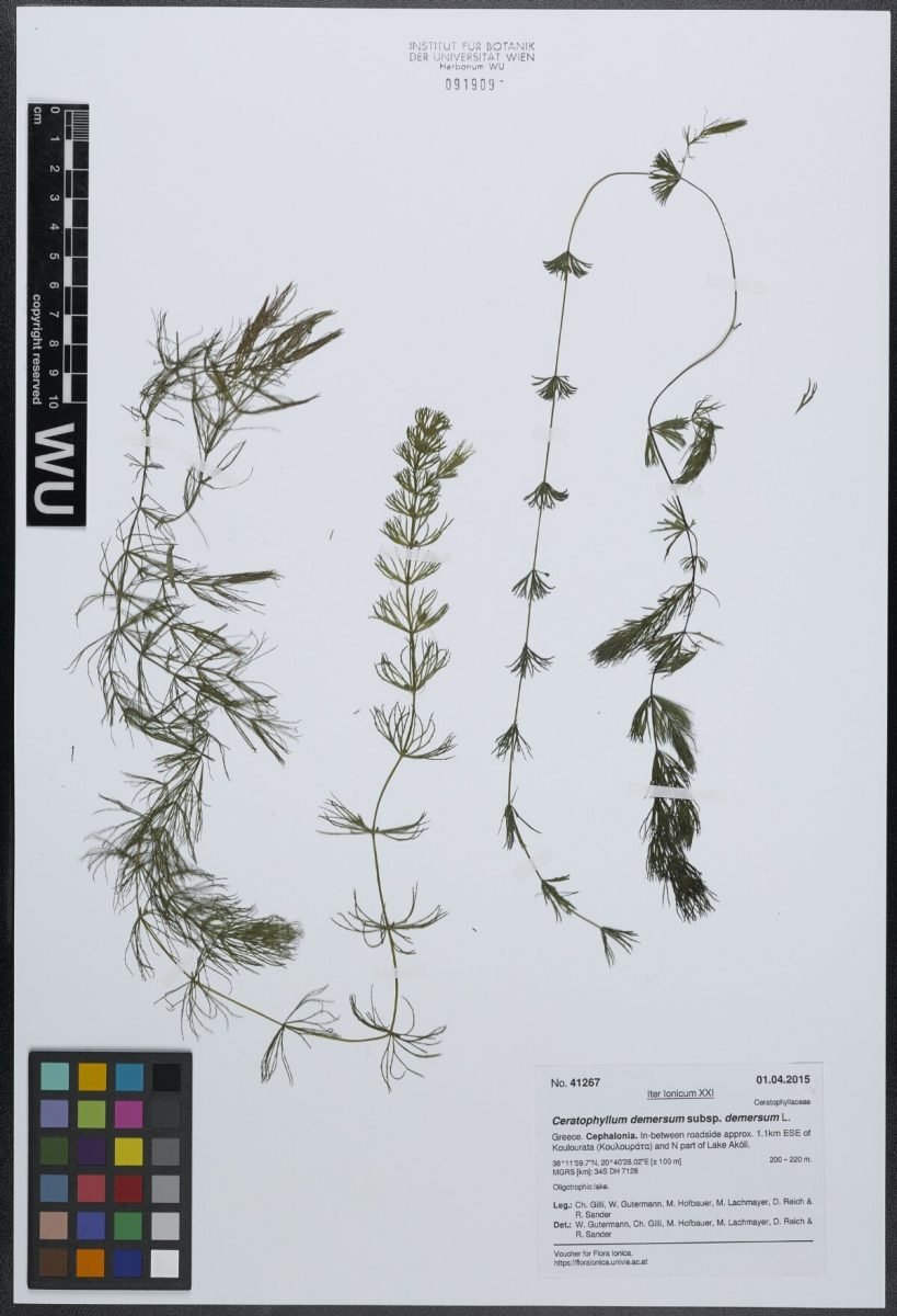 Ceratophyllum demersum var. demersum photograph 2