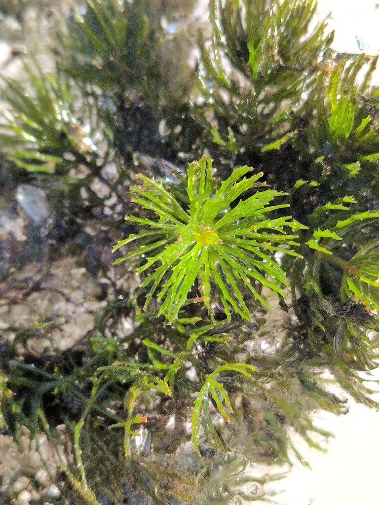 Ceratophyllum demersum var. platyacanthum photograph 3