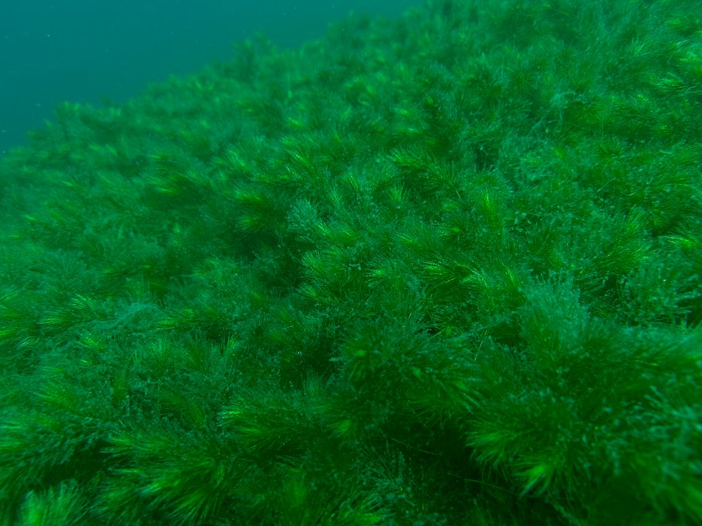Ceratophyllum demersum var. platyacanthum photograph 6