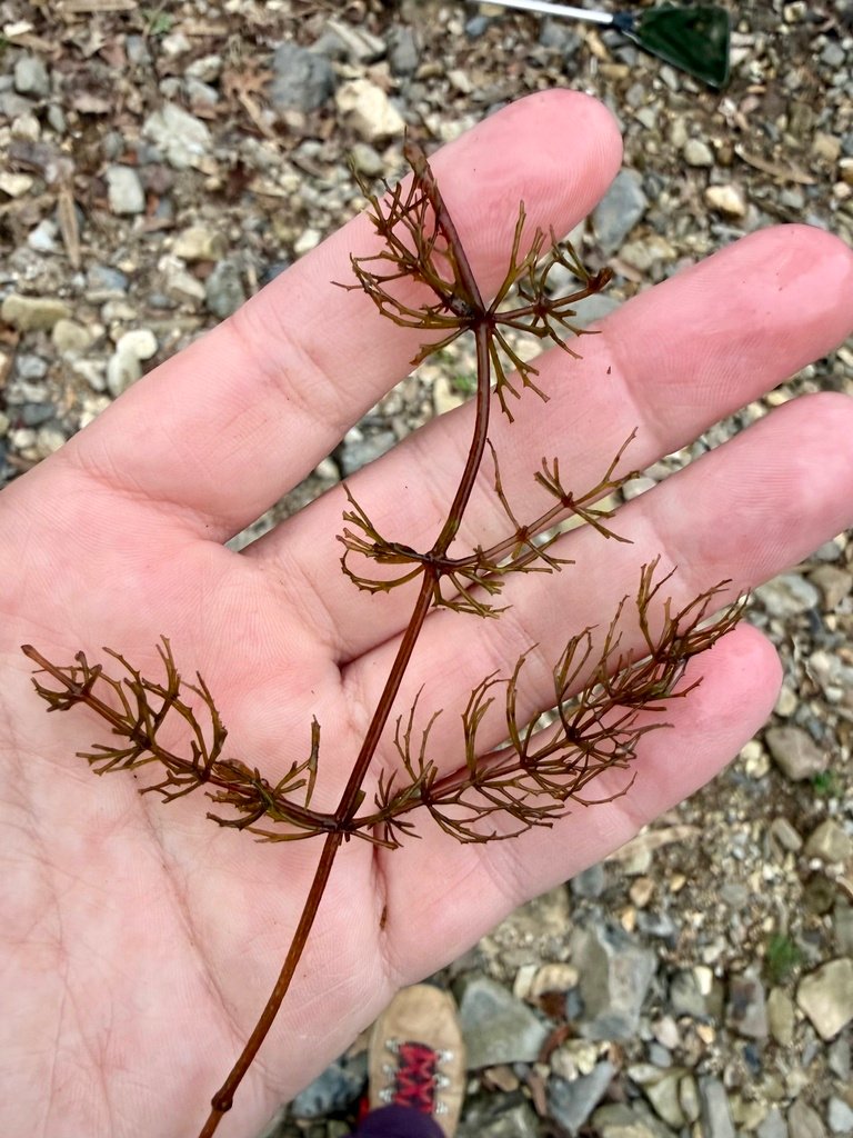Ceratophyllum demersum var. platyacanthum