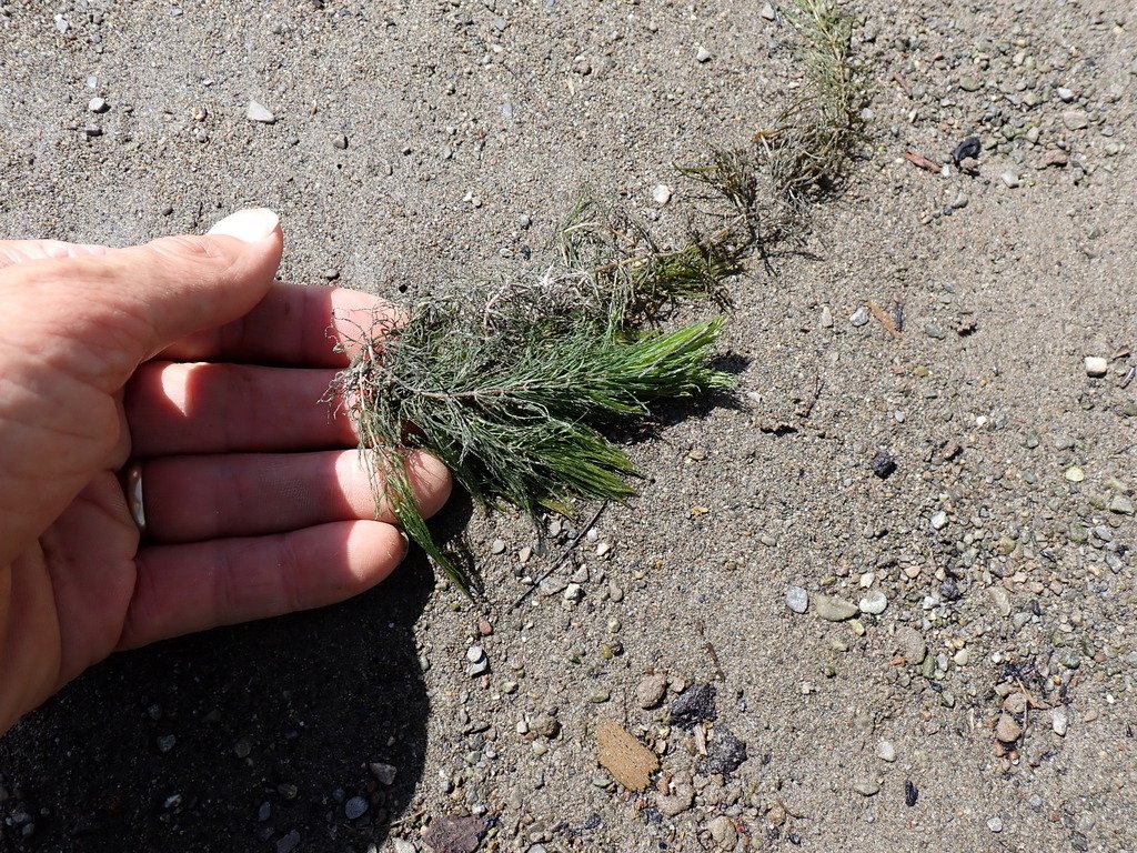 Ceratophyllum demersum var. platyacanthum photograph 2