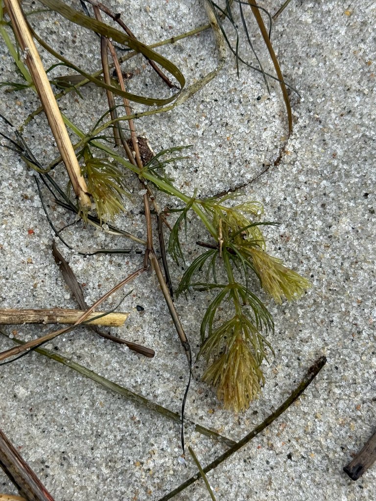 Ceratophyllum demersum var. platyacanthum photograph 4