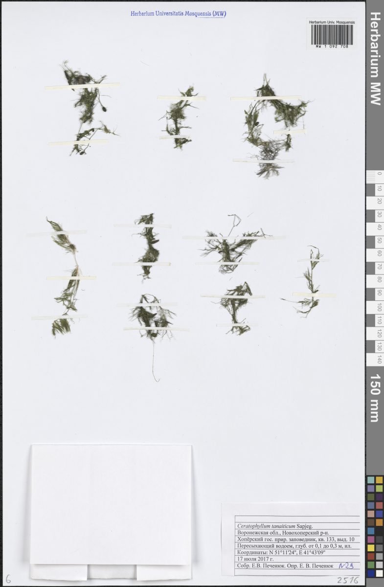 Ceratophyllum muricatum photograph 4