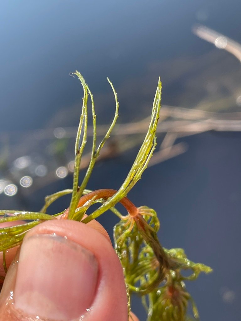 Ceratophyllum muricatum