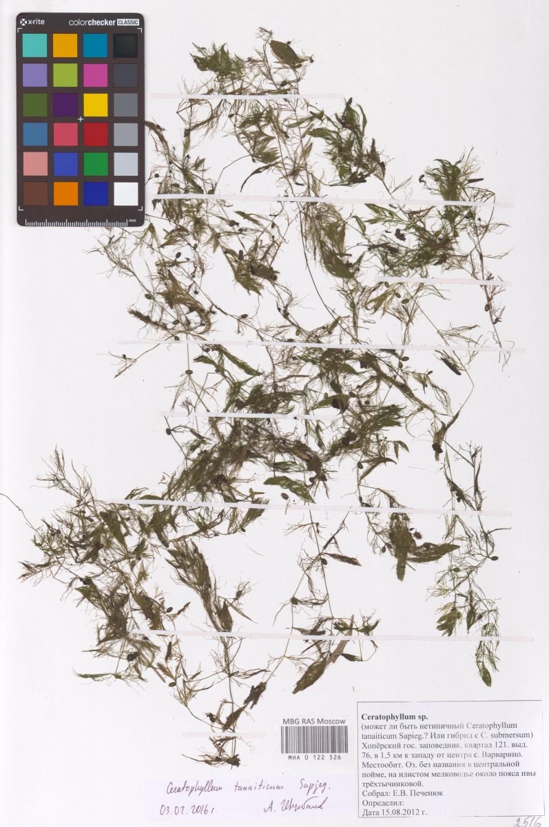 Ceratophyllum muricatum photograph 5