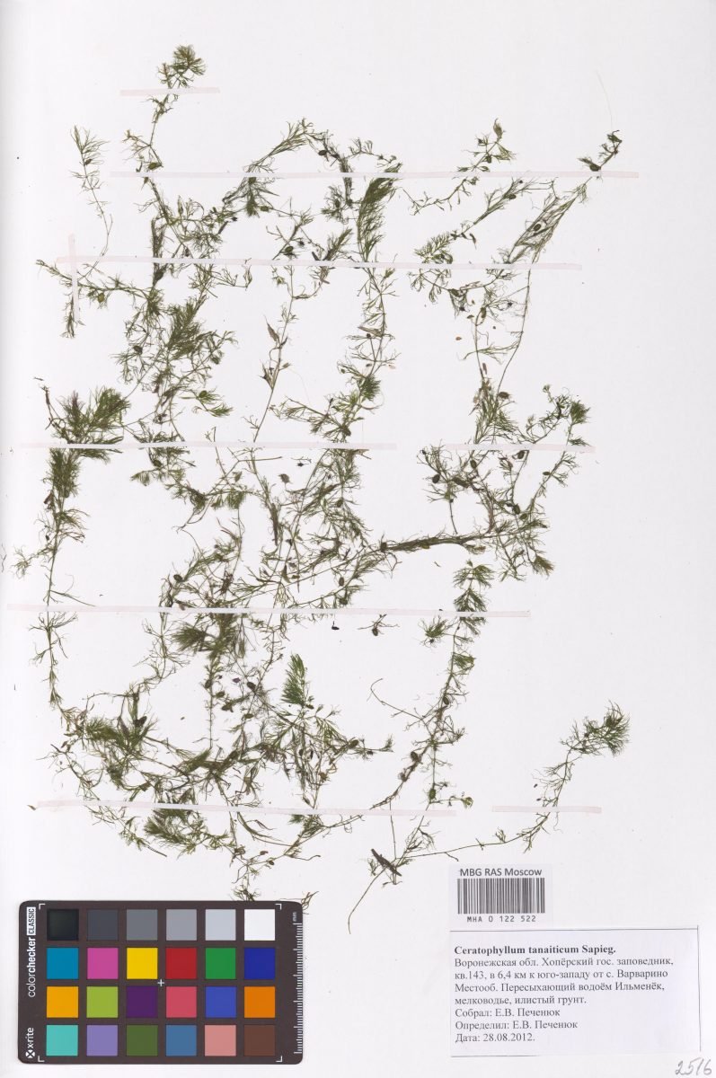 Ceratophyllum muricatum photograph 6