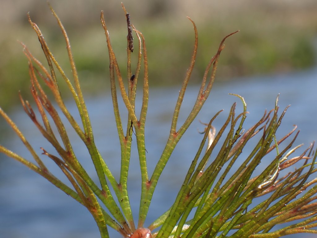 Ceratophyllum muricatum photograph 2