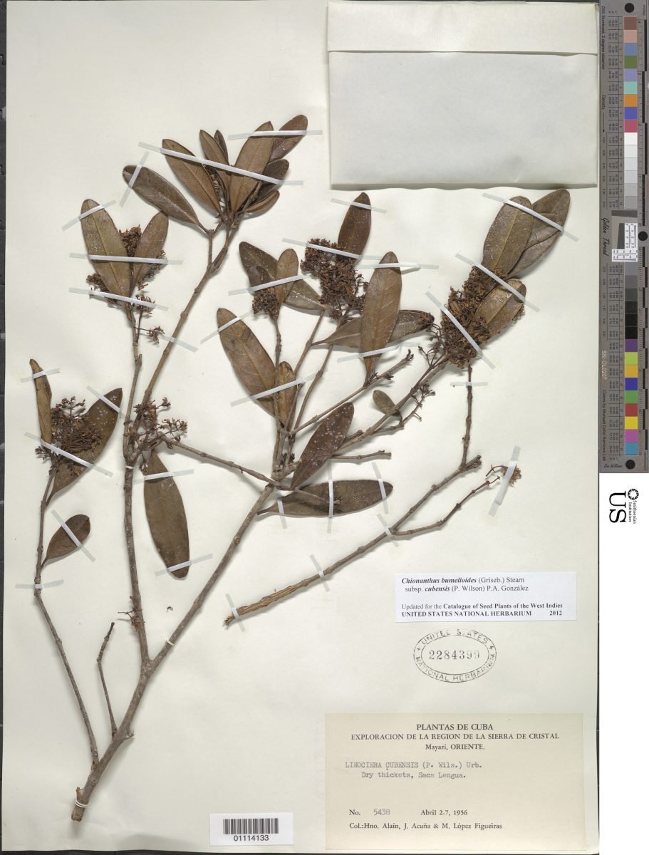 Chionanthus bumelioides subsp. cubensis