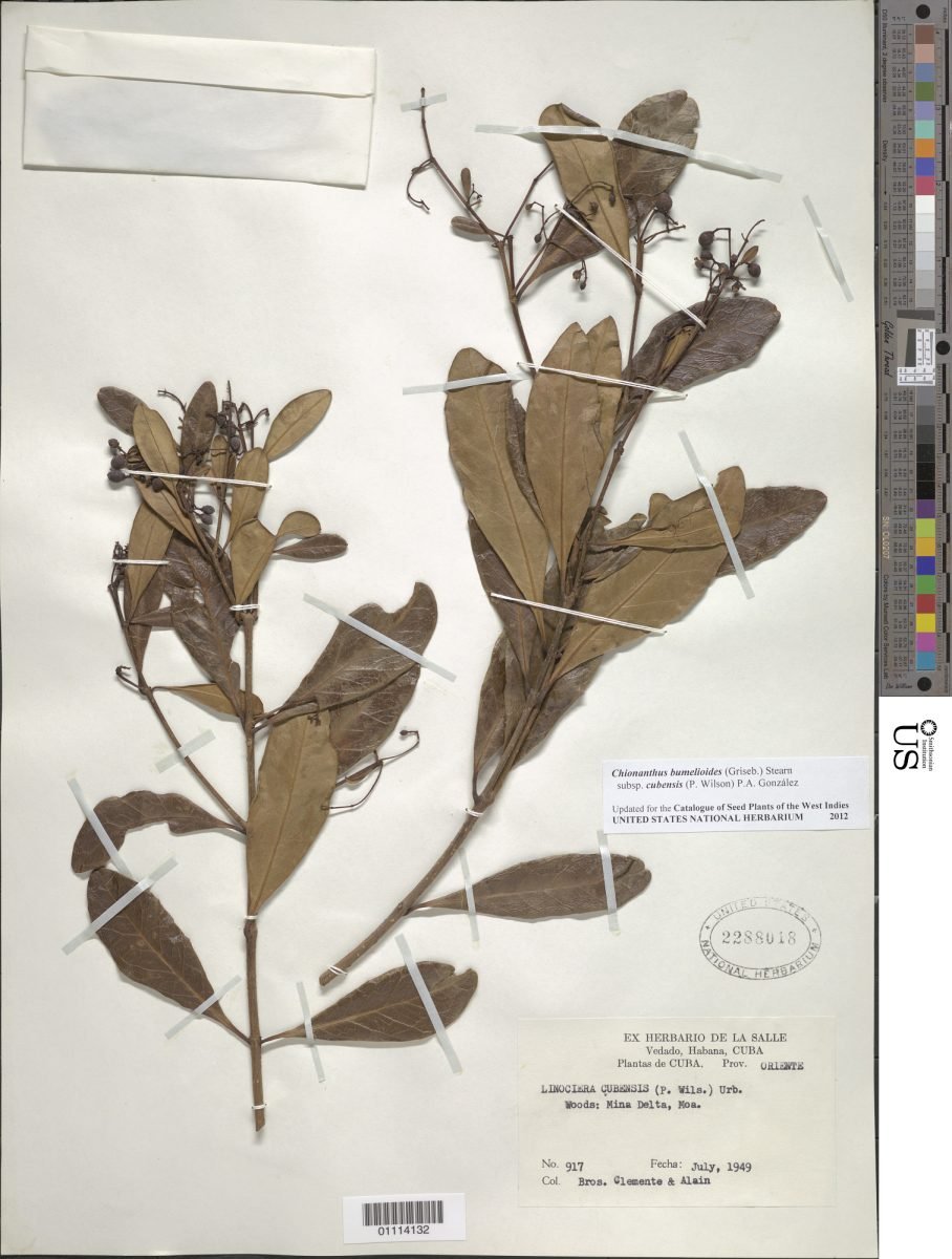Chionanthus bumelioides subsp. cubensis photograph 2