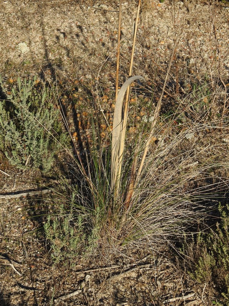 Celtica gigantea photograph 4