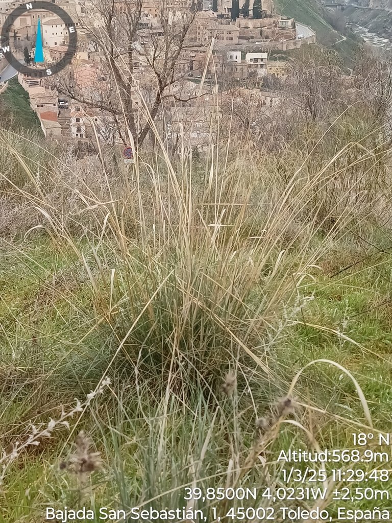 Celtica gigantea photograph 5