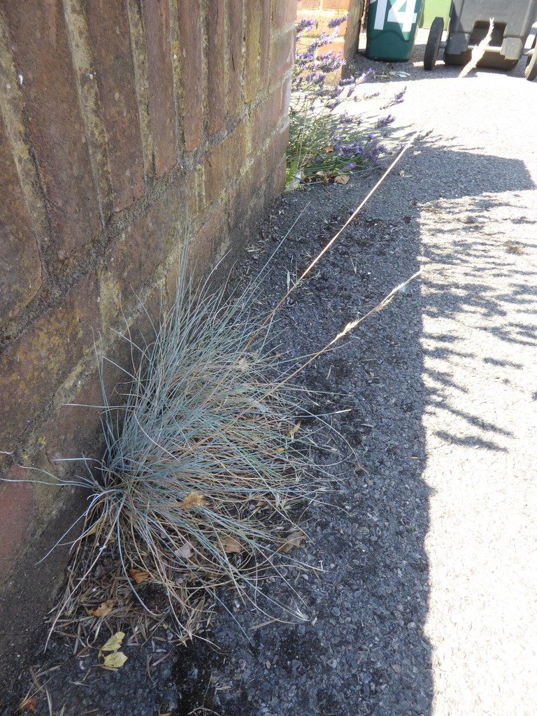 Festuca glauca photograph 4