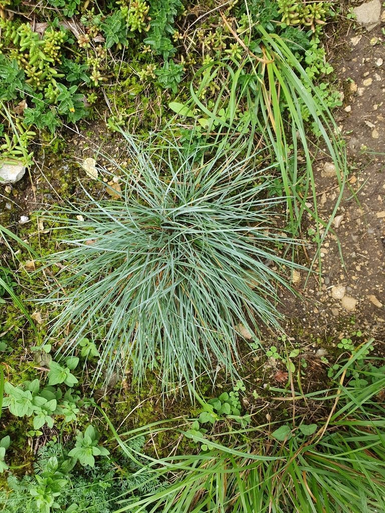 Festuca glauca photograph 2