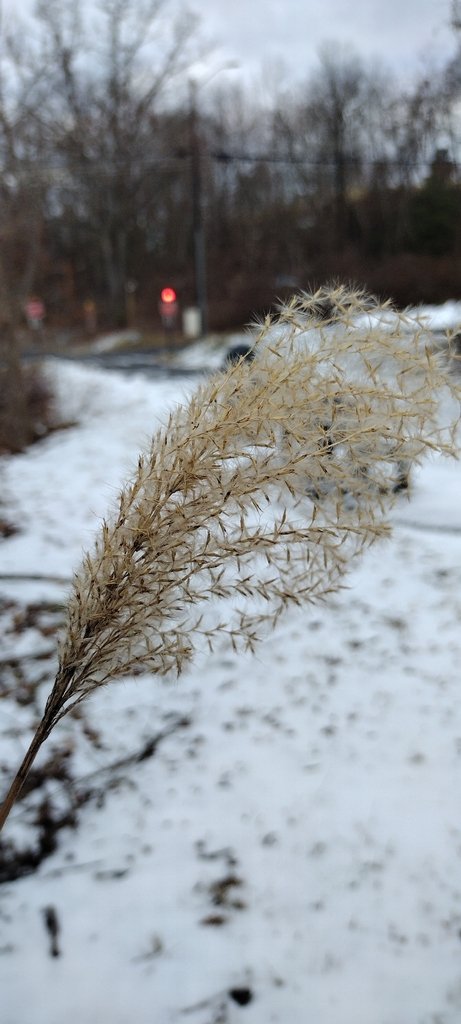 Miscanthus sinensis photograph 6