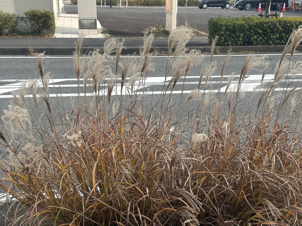 Miscanthus sinensis photograph 4
