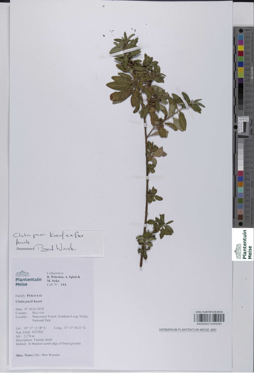 Clutia paxii photograph 3
