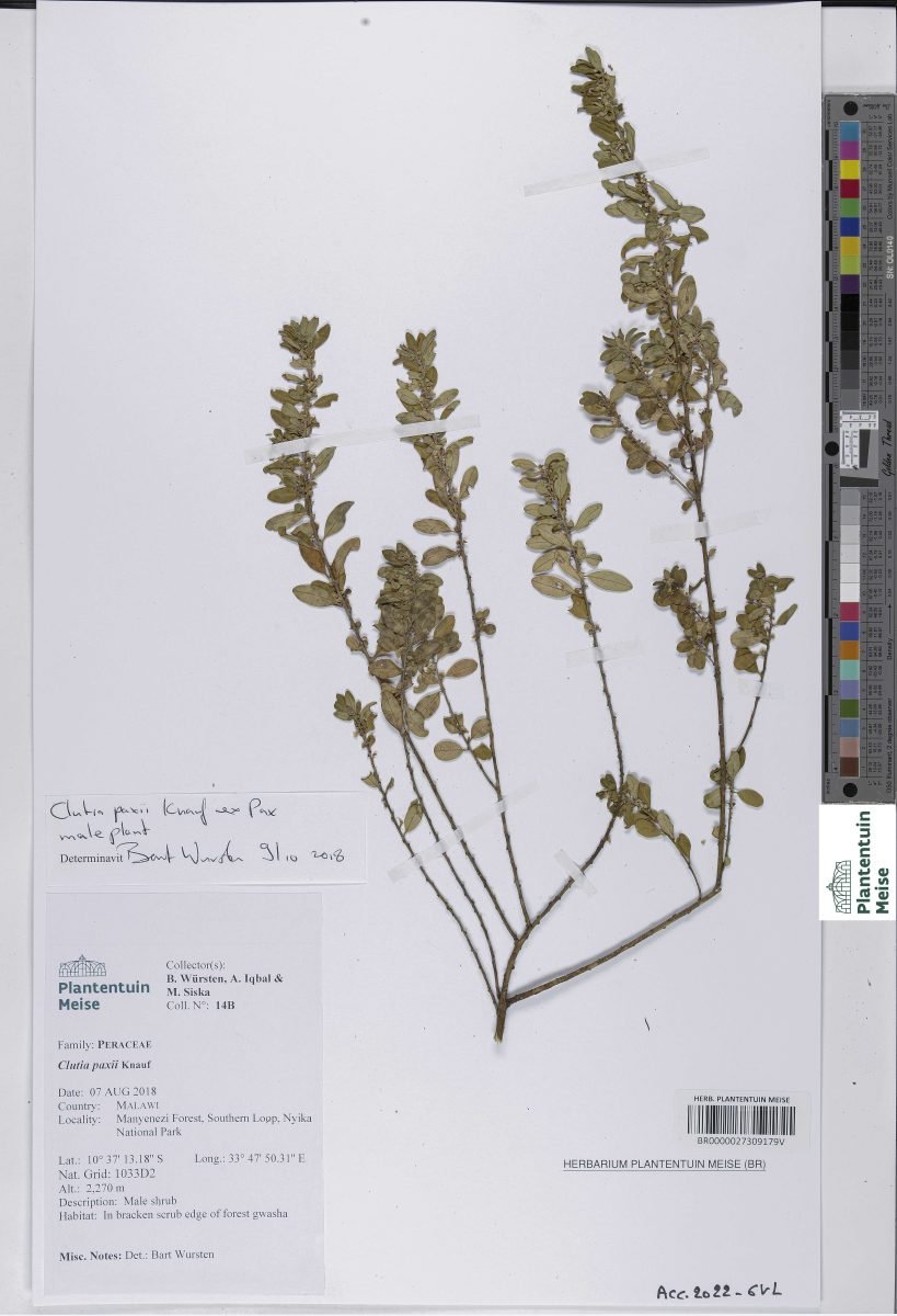Clutia paxii photograph 4