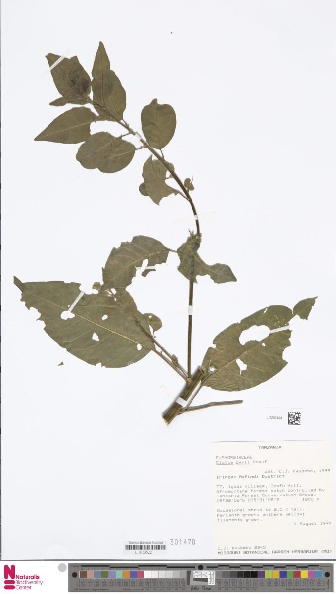Clutia paxii photograph 6
