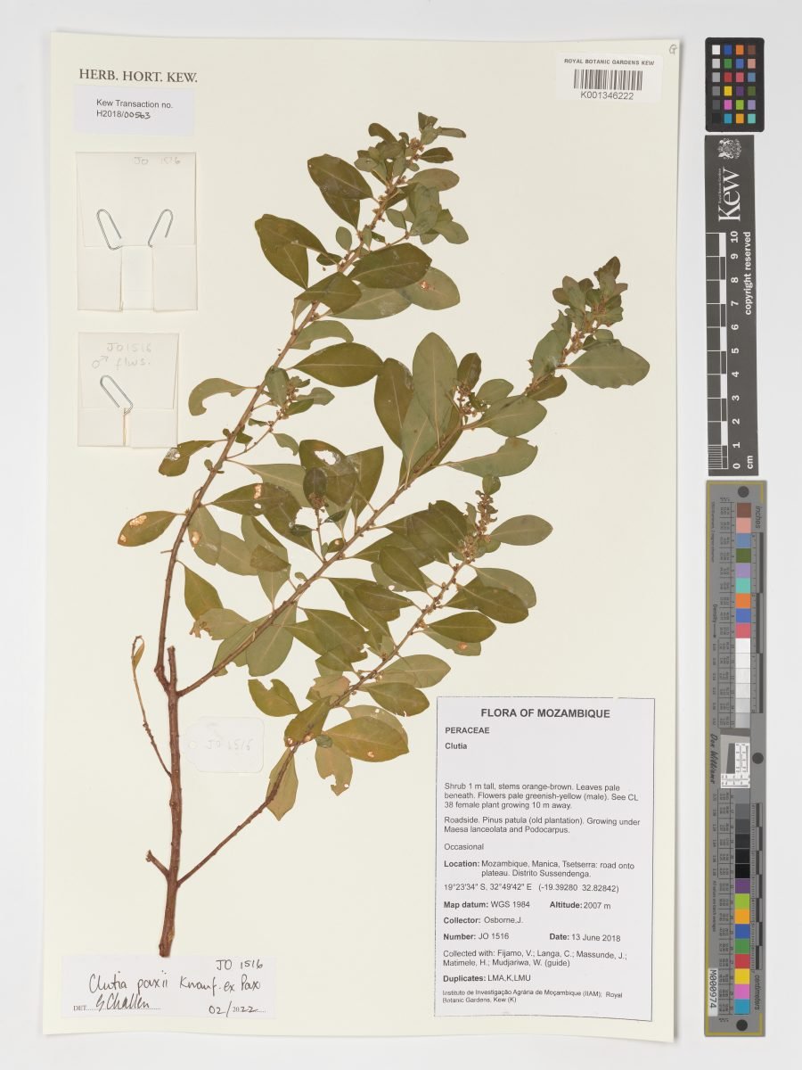 Clutia paxii