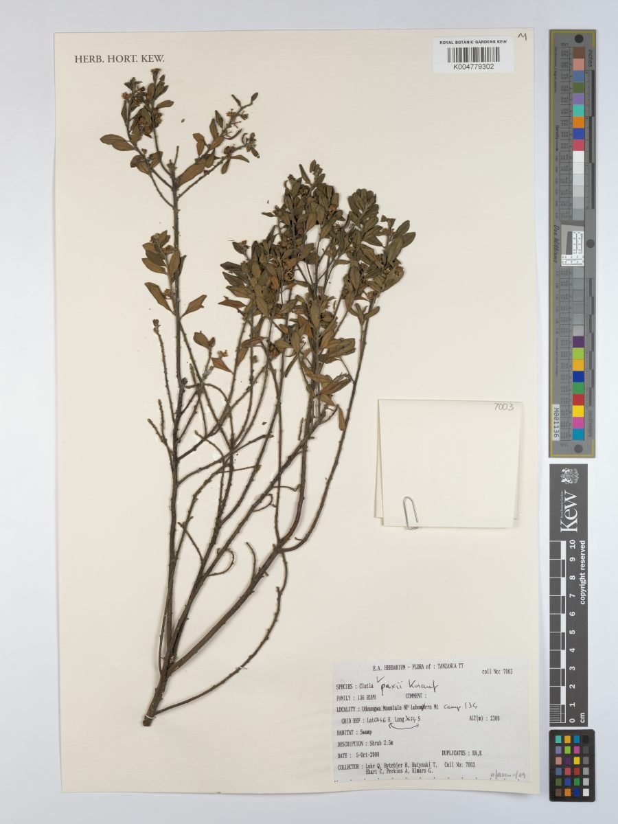 Clutia paxii photograph 5