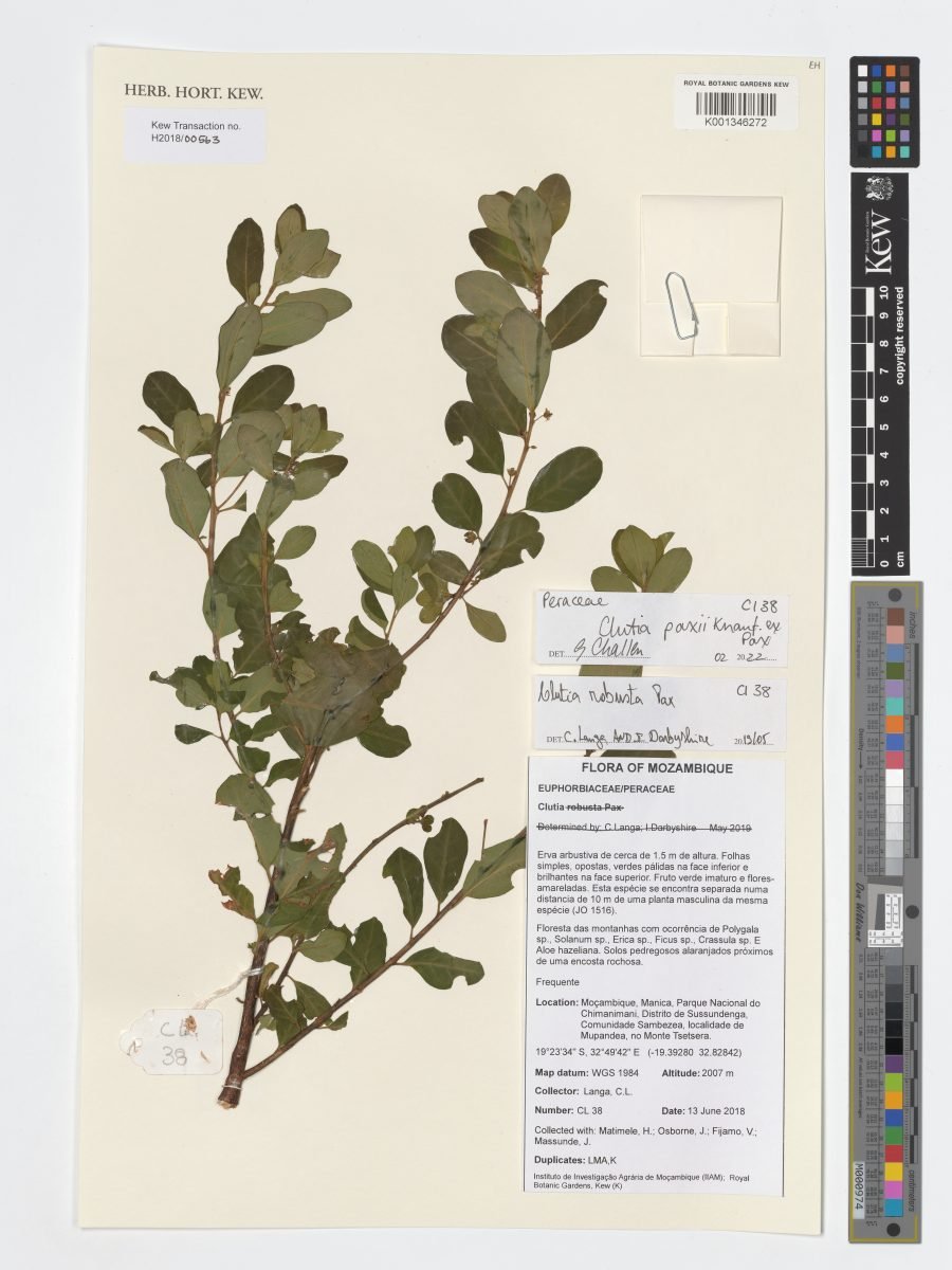 Clutia paxii photograph 2