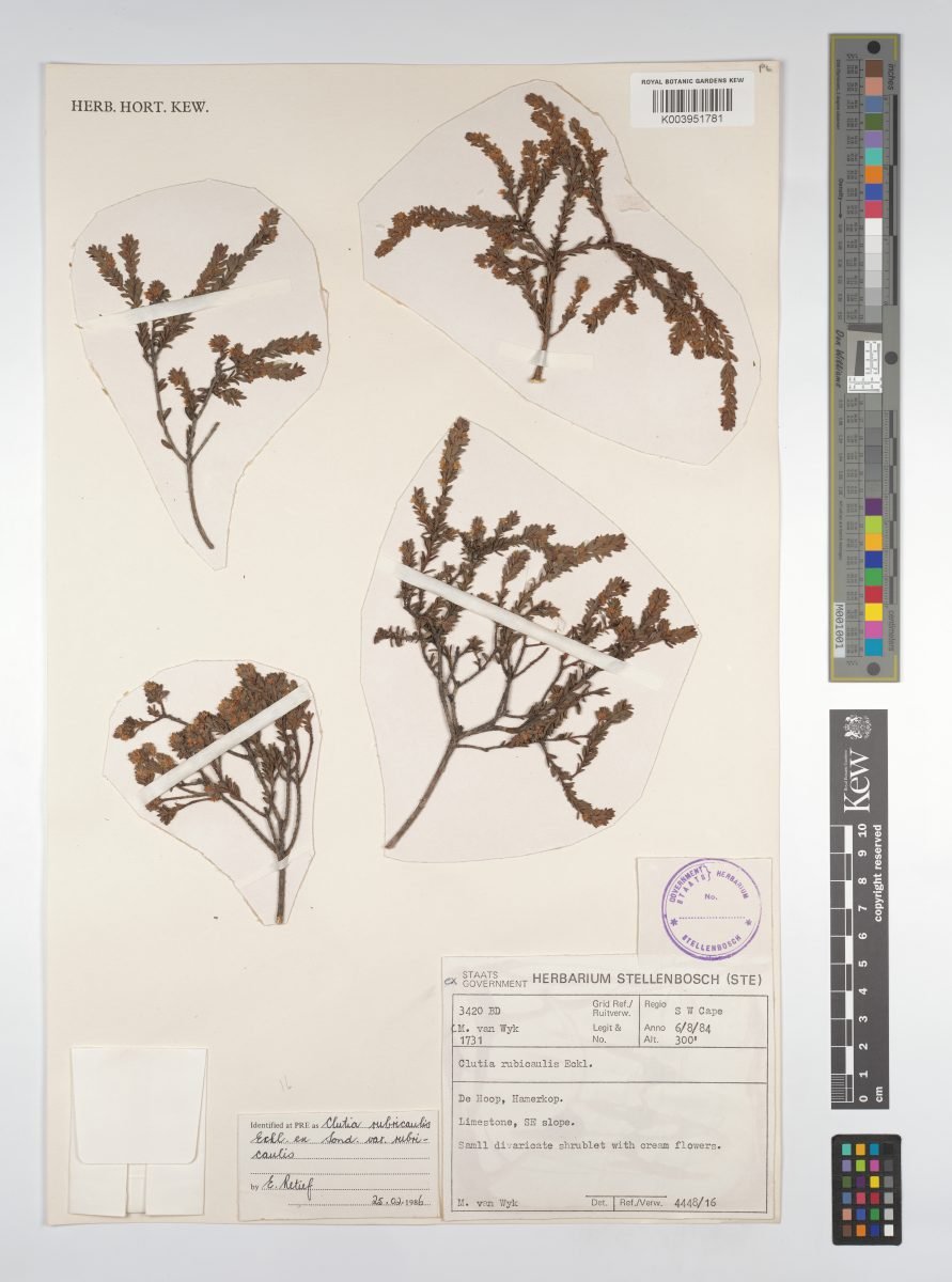 Clutia rubricaulis photograph 2