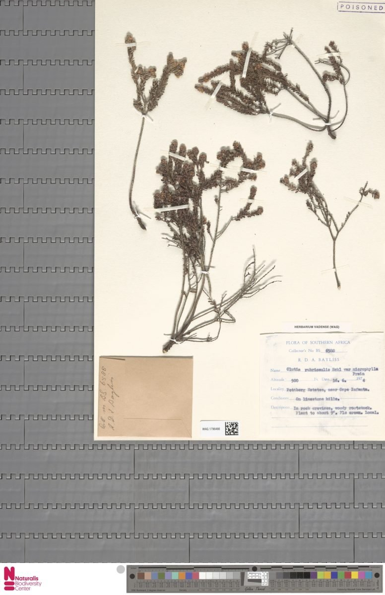 Clutia rubricaulis photograph 4