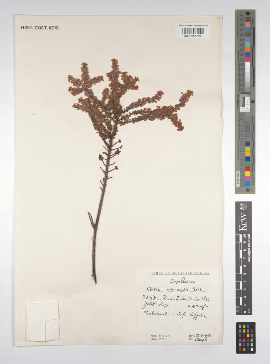 Clutia rubricaulis photograph 3