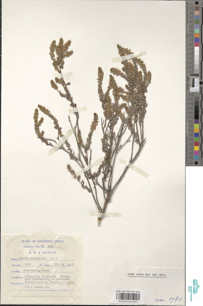 Clutia rubricaulis photograph 6