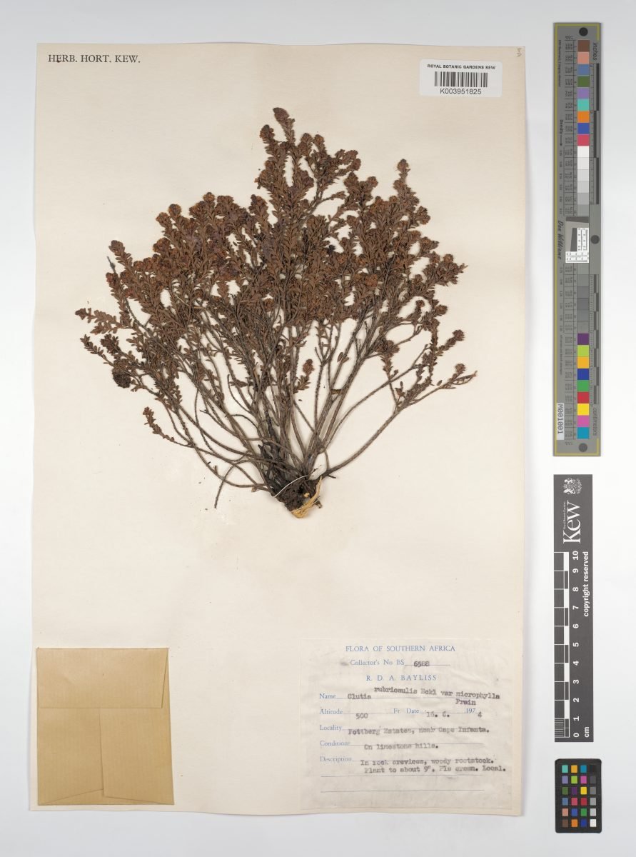 Clutia rubricaulis photograph 5