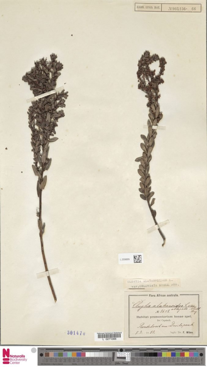 Clutia rubricaulis var. grandifolia photograph 2