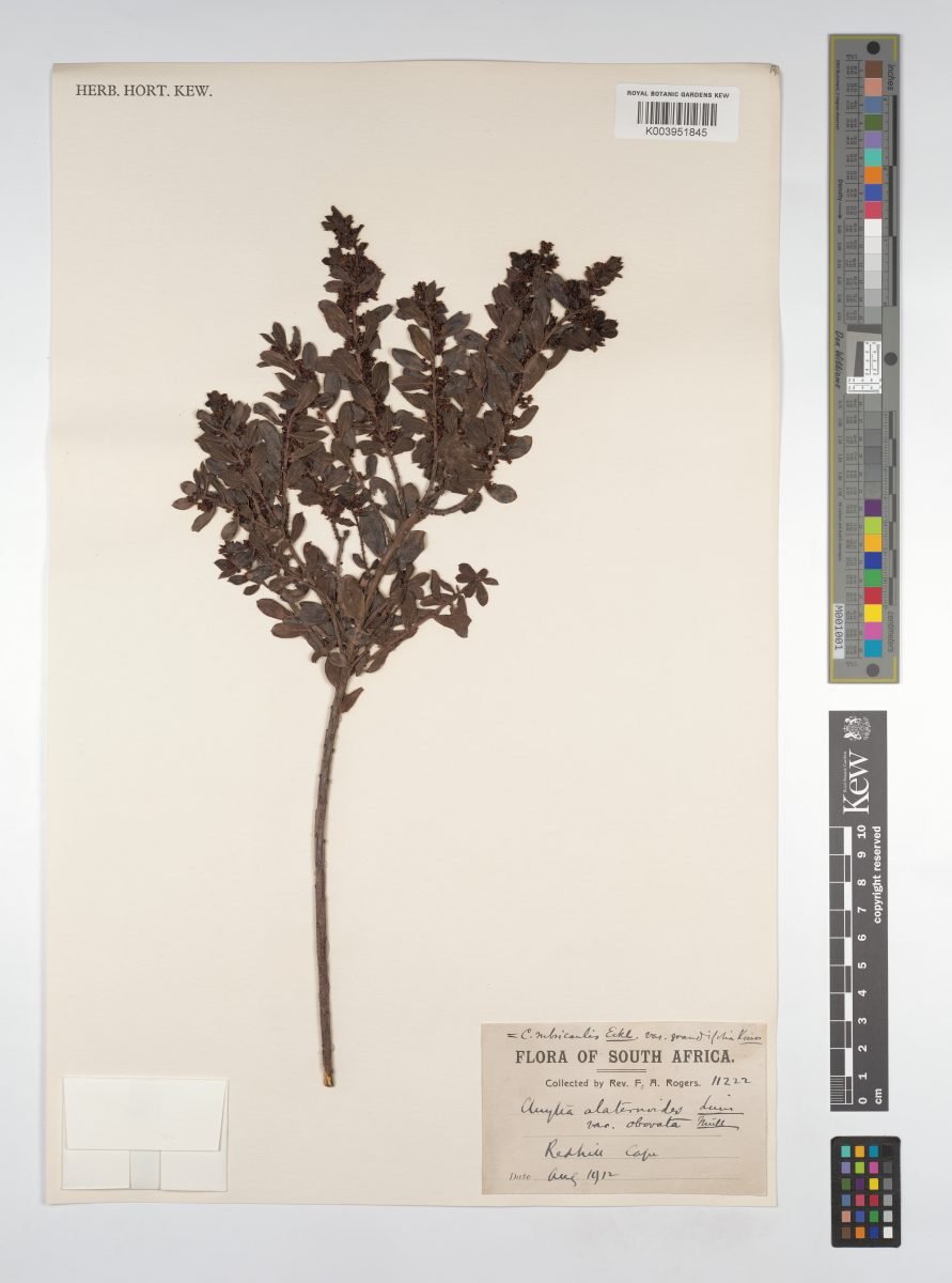 Clutia rubricaulis var. grandifolia