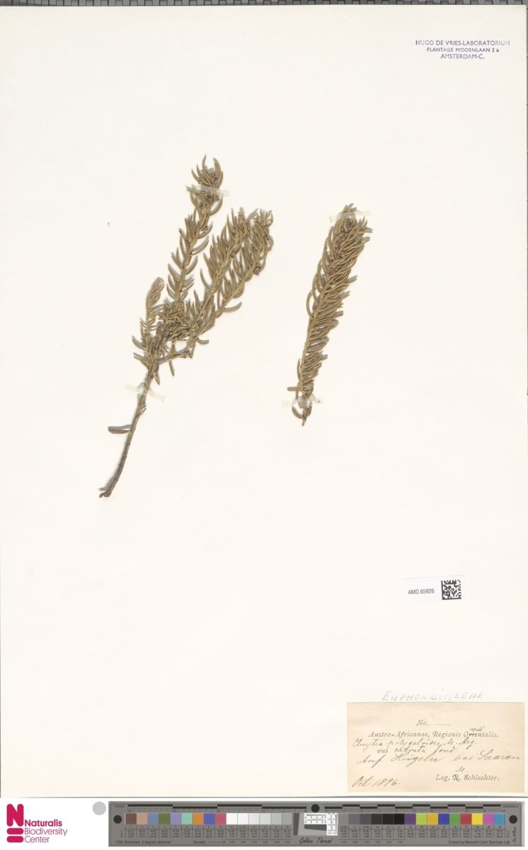 Clutia rubricaulis var. rubricaulis