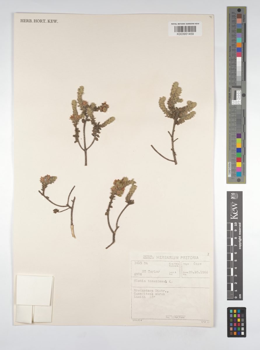 Clutia tomentosa photograph 6