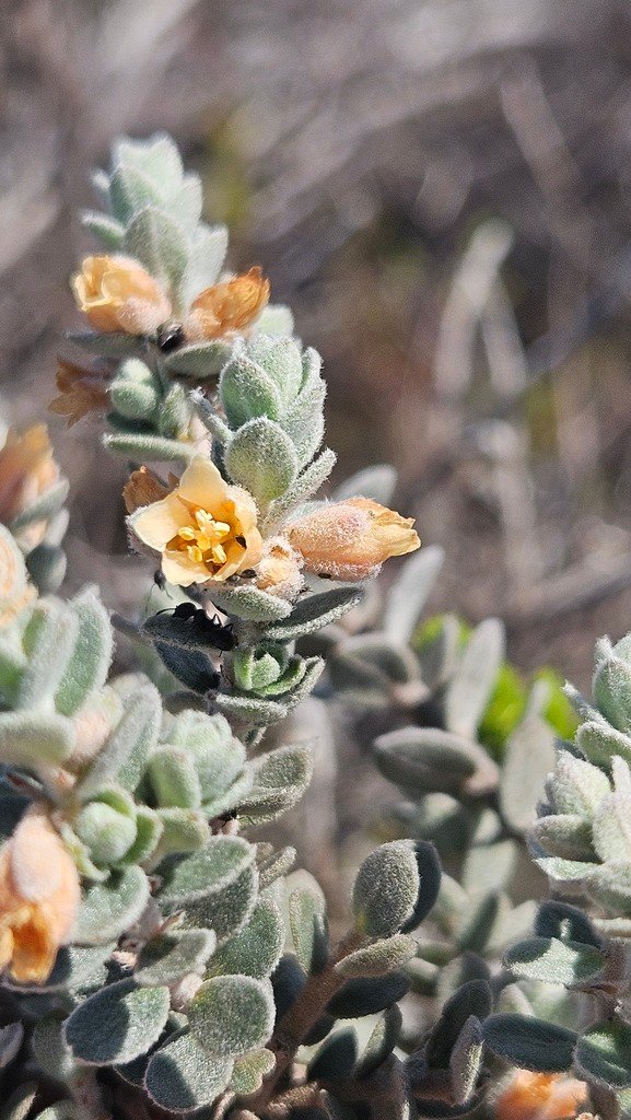 Clutia tomentosa