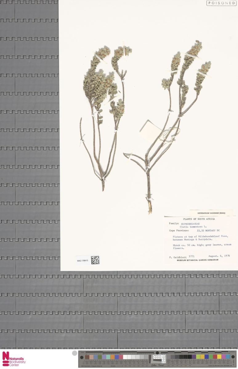 Clutia tomentosa photograph 3