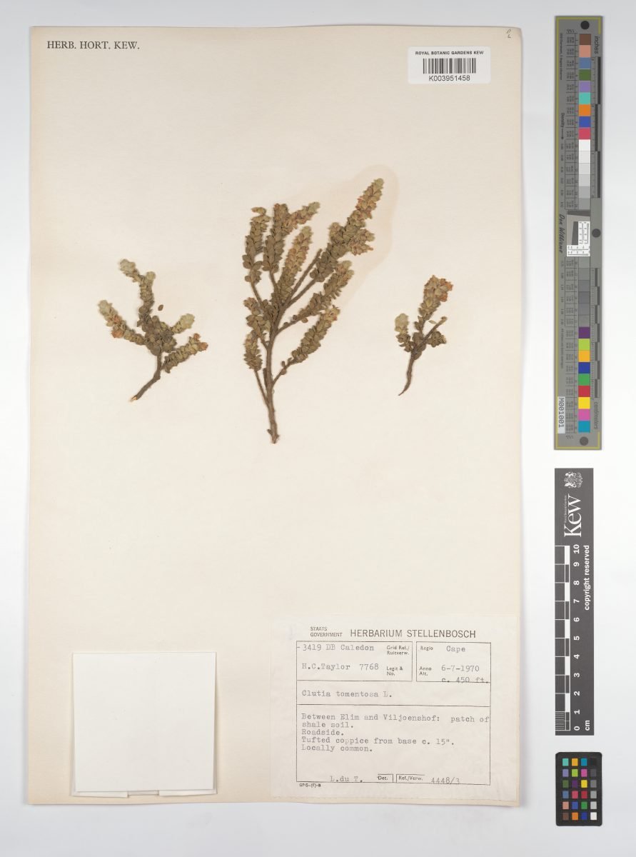Clutia tomentosa photograph 5