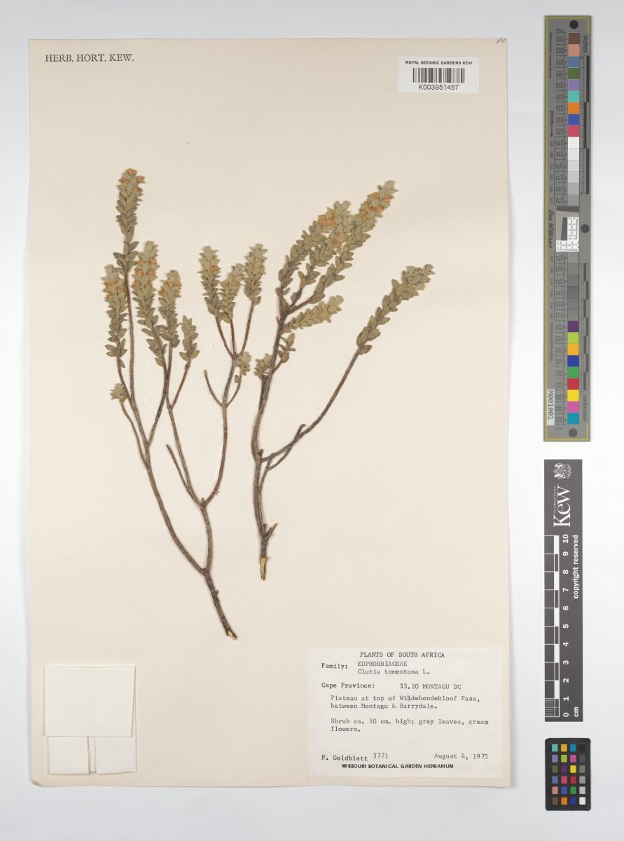 Clutia tomentosa photograph 4