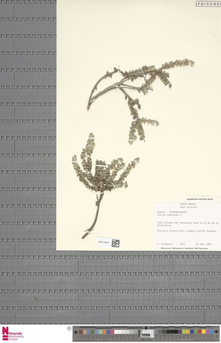 Clutia tomentosa photograph 2