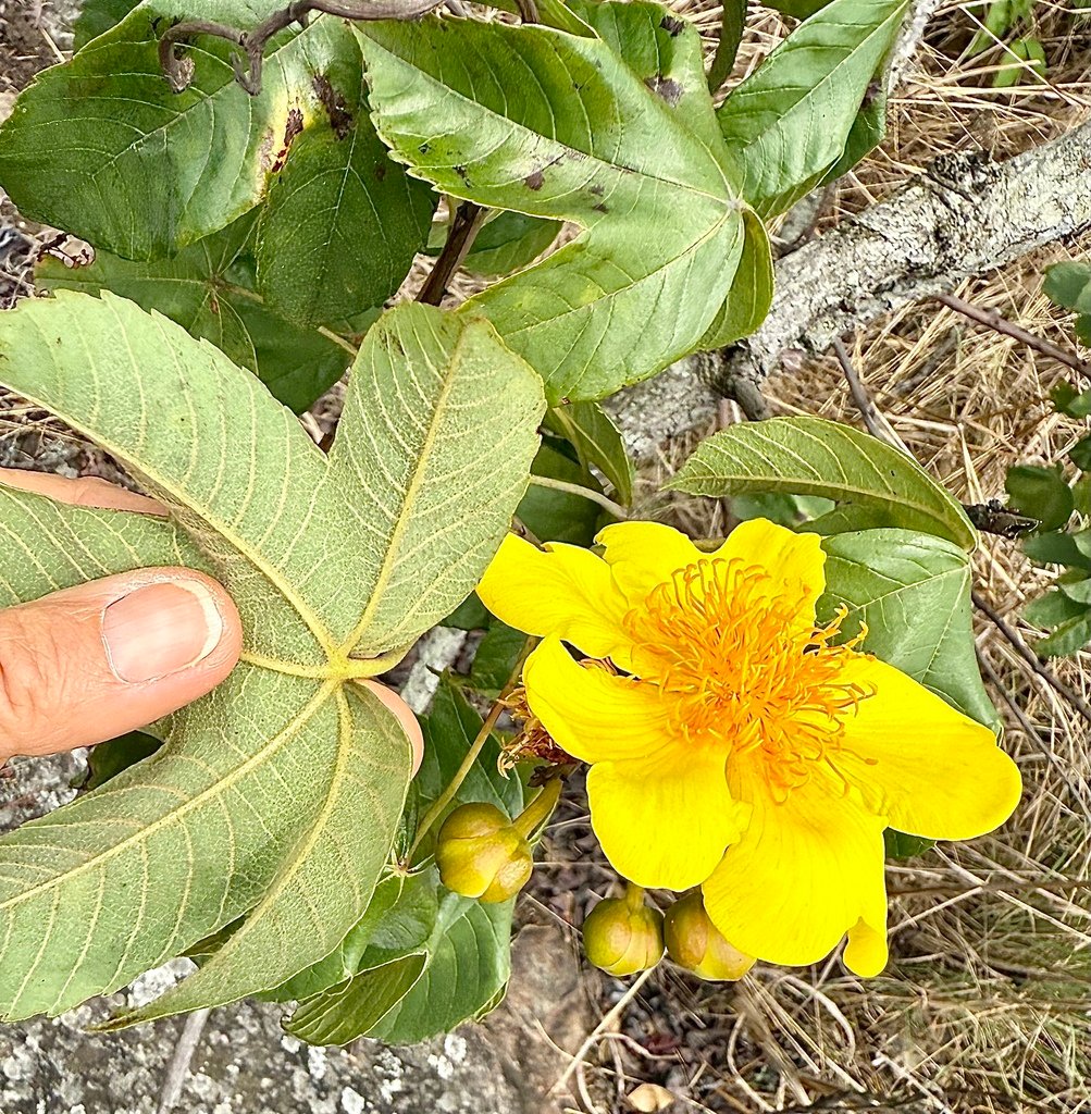 Cochlospermum angolense photograph 2